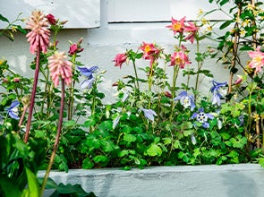 Gartenpflanzen bei Intratuin