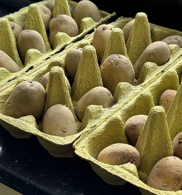 Kartoffeln vorziehen