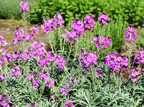 Kaufe Gartenpflanzen
