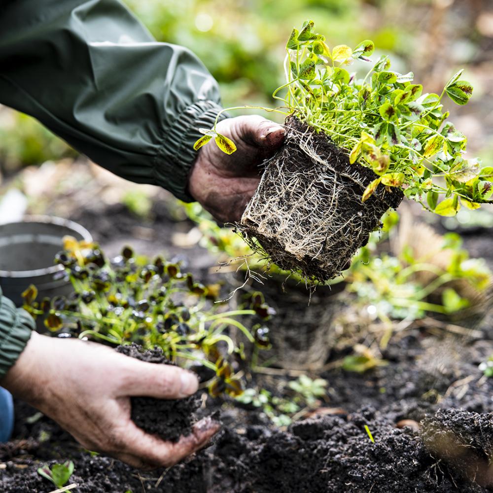 Mann bei der Gartenarbeit Mann bei der Gartenarbeit
