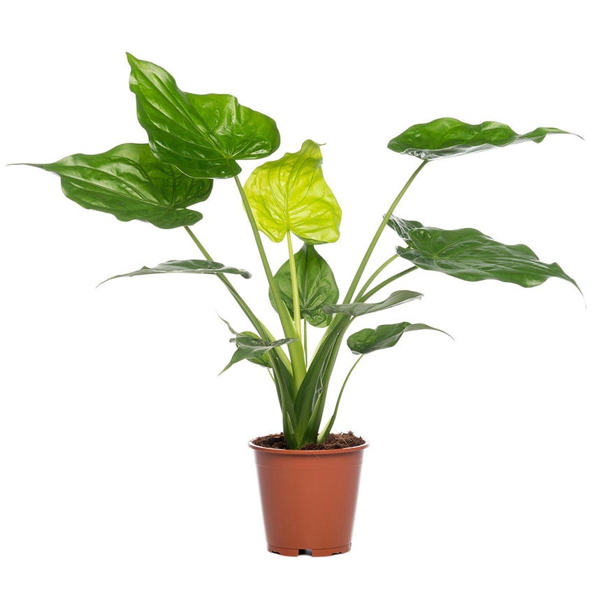 Alocasia „Cucullata”