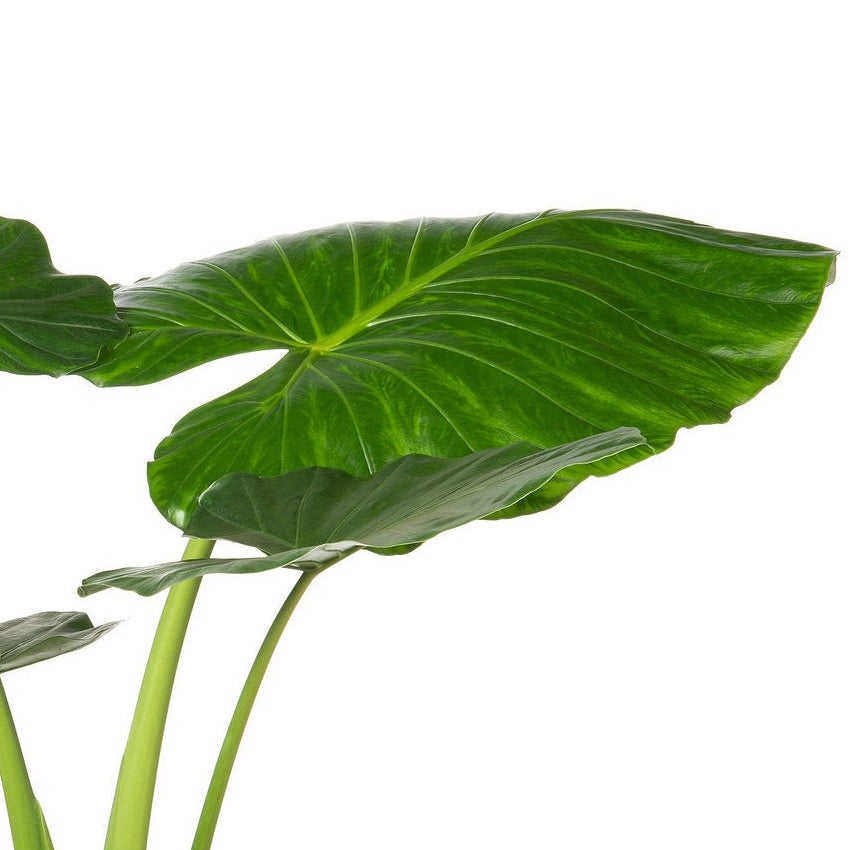 Alocasia „Macrorrhiza”