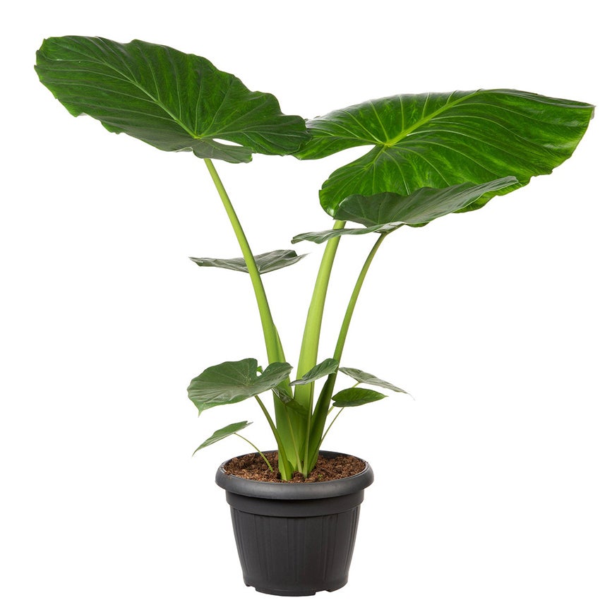 Alocasia „Macrorrhiza”