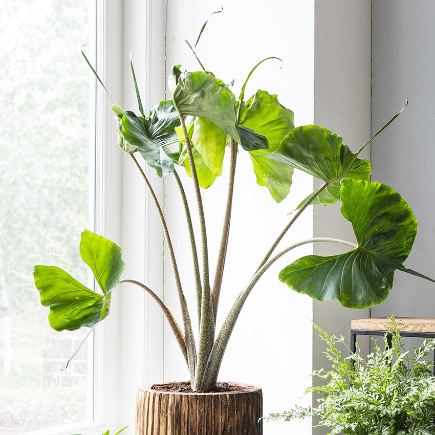 Alocasia „Stingray”