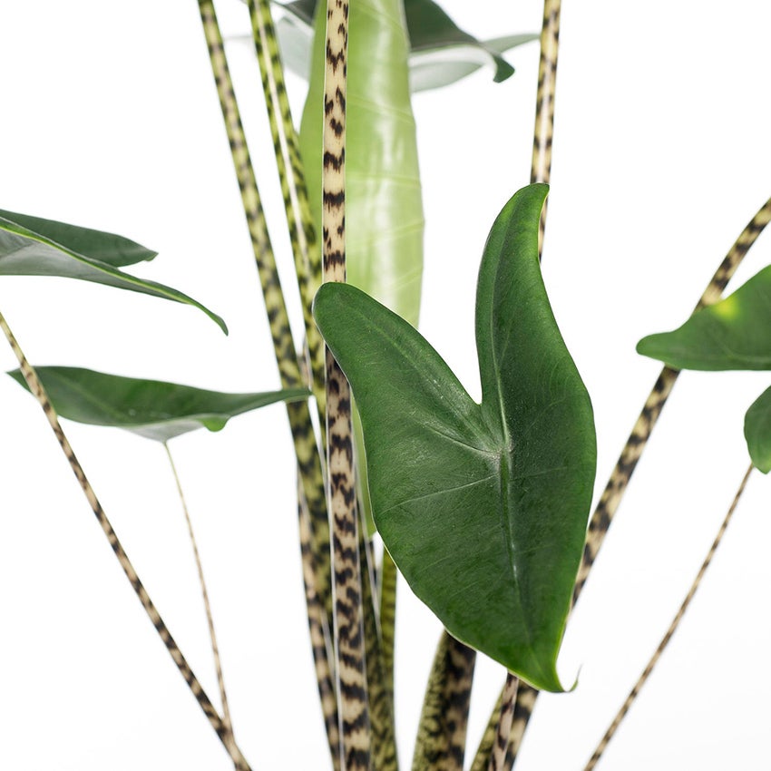 Alocasia „Zebrina”