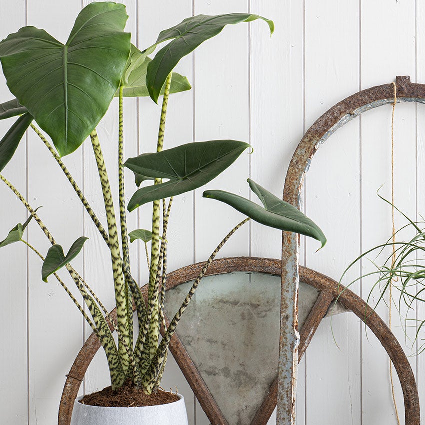 Alocasia „Zebrina”