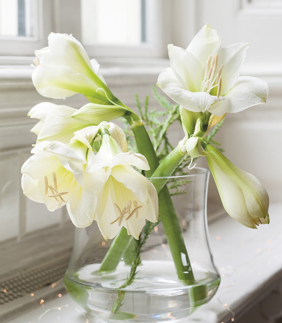 Weiße Amaryllis in einer Vase