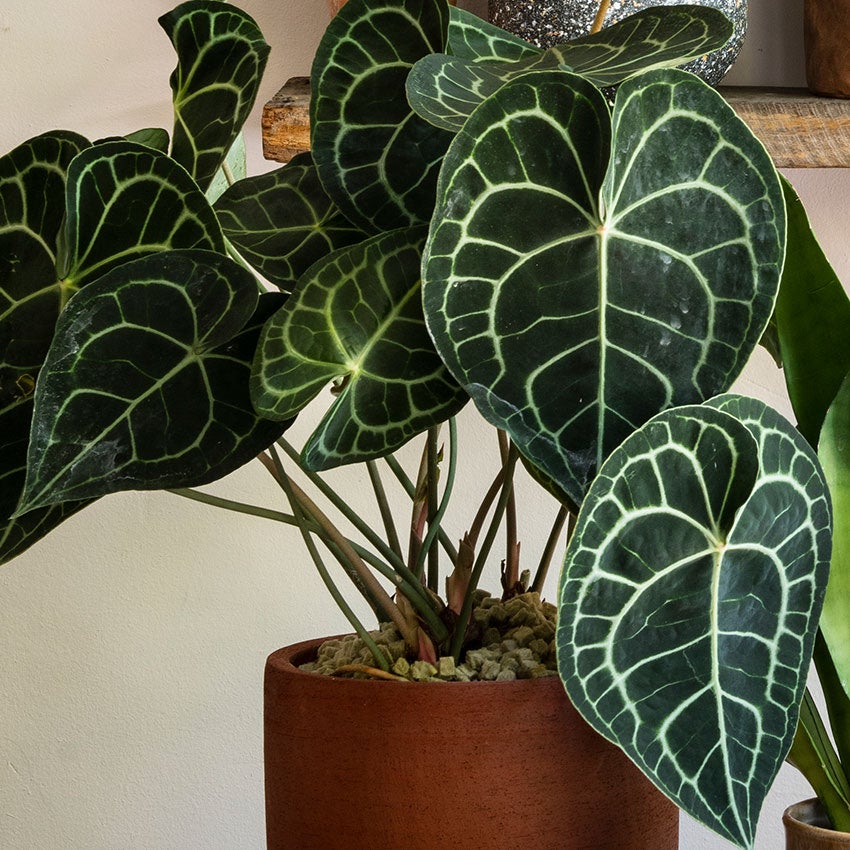 Anthurium clarinervium (Herzblattblume)