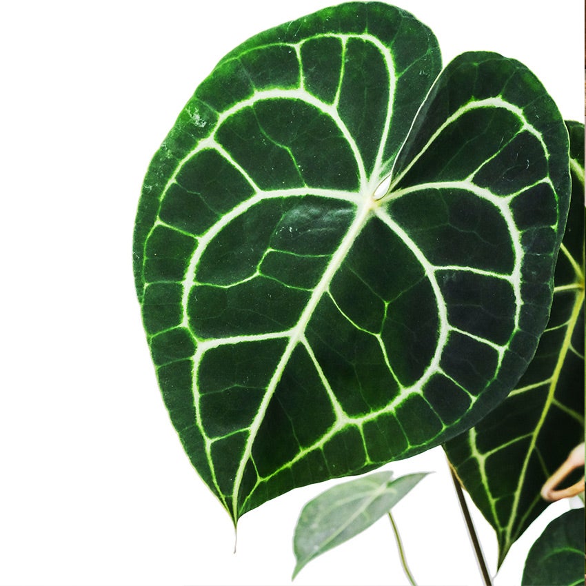 Anthurium clarinervium (Herzblattblume)