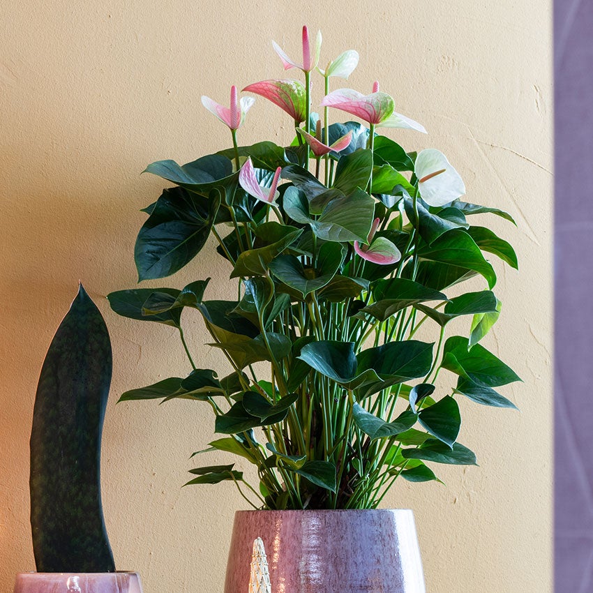 Flamingoblume (Anthurium andreanum „Fantasy Love")