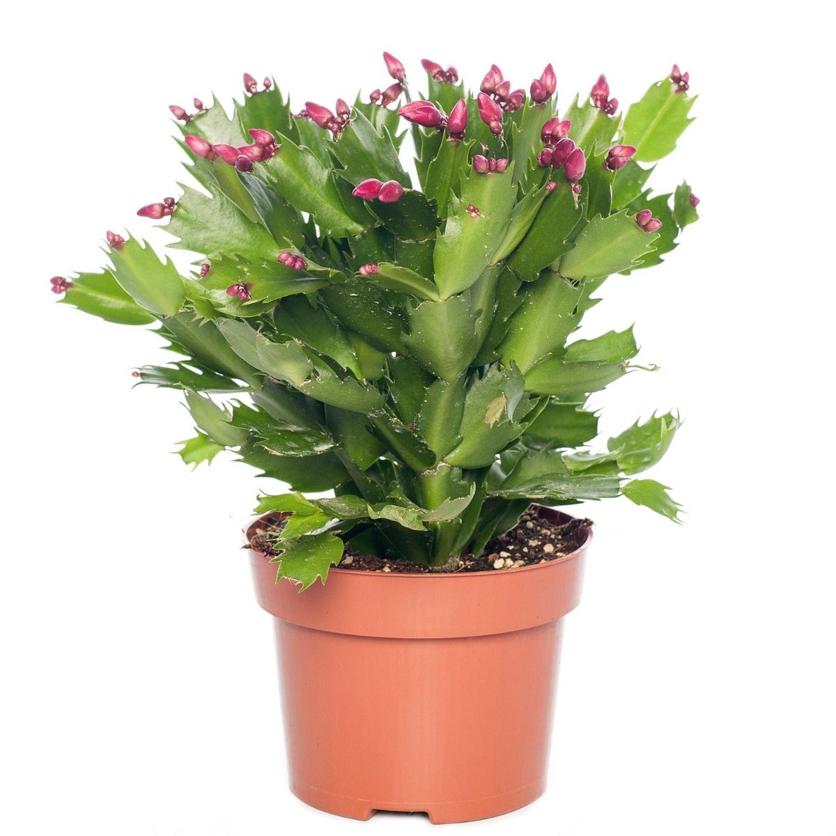 Weihnachtskaktus (Schlumbergera)