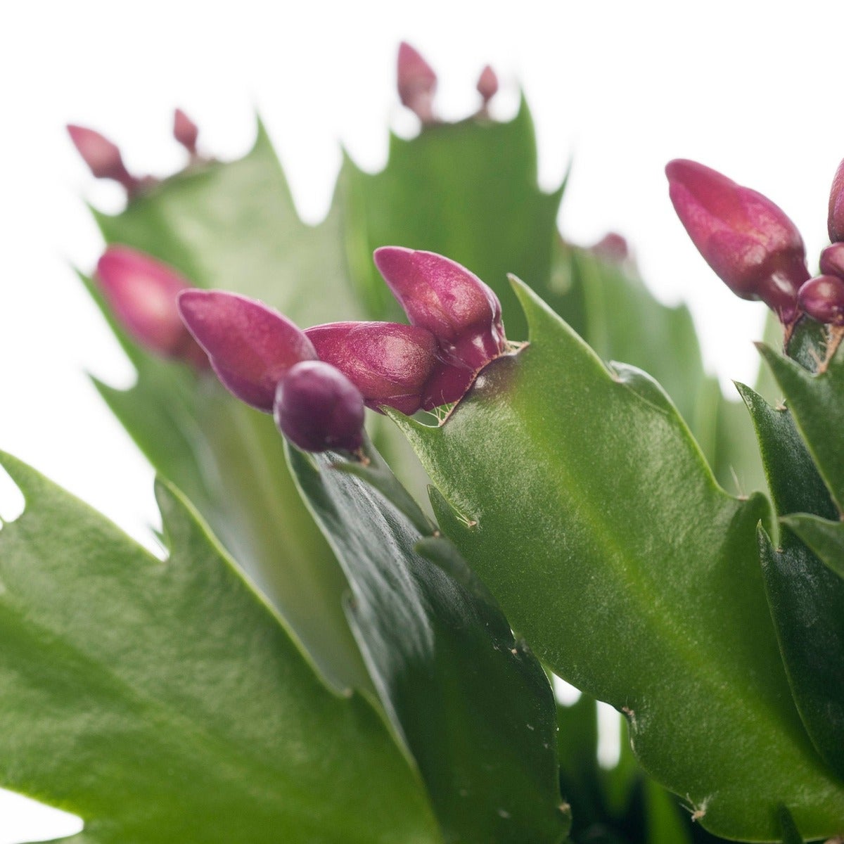 Weihnachtskaktus (Schlumbergera)