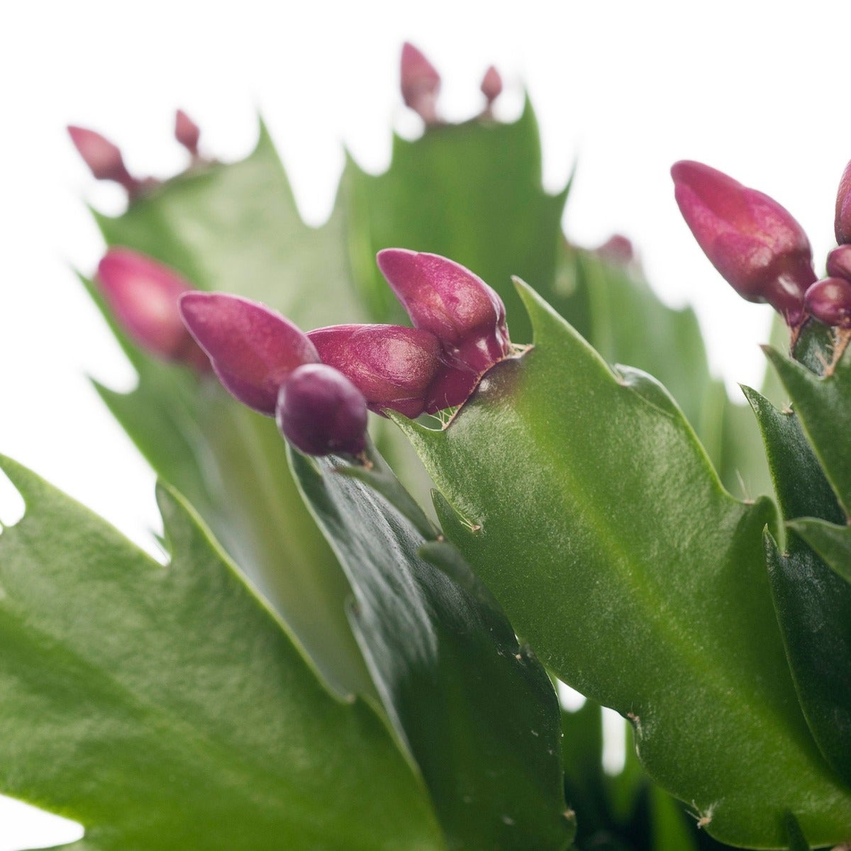 Weihnachtskaktus (Schlumbergera)