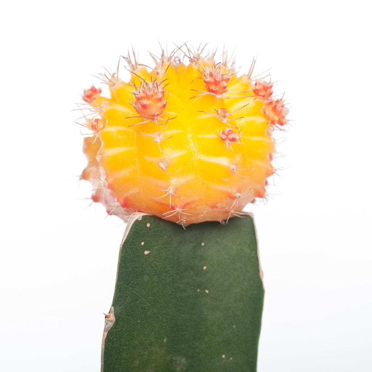 Wüstenkaktus (Gymnocalycium)