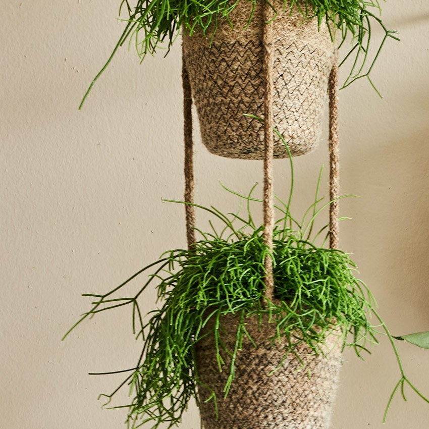 Korallenkaktus (Rhipsalis)