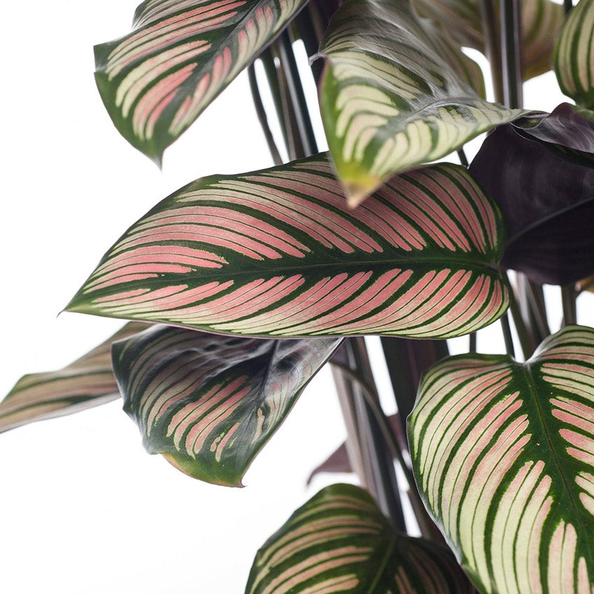 Calathea majestica 'Whitestar'