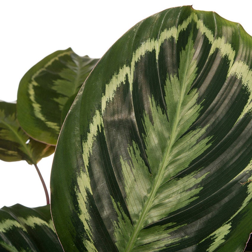 Calathea 'Medaillon'