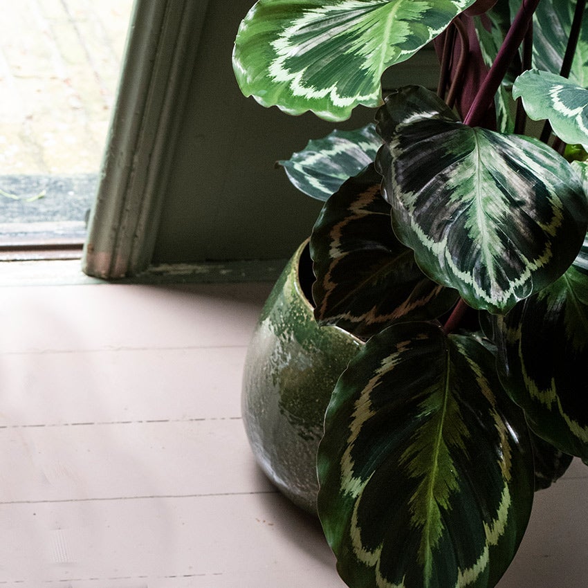 Calathea 'Medaillon'