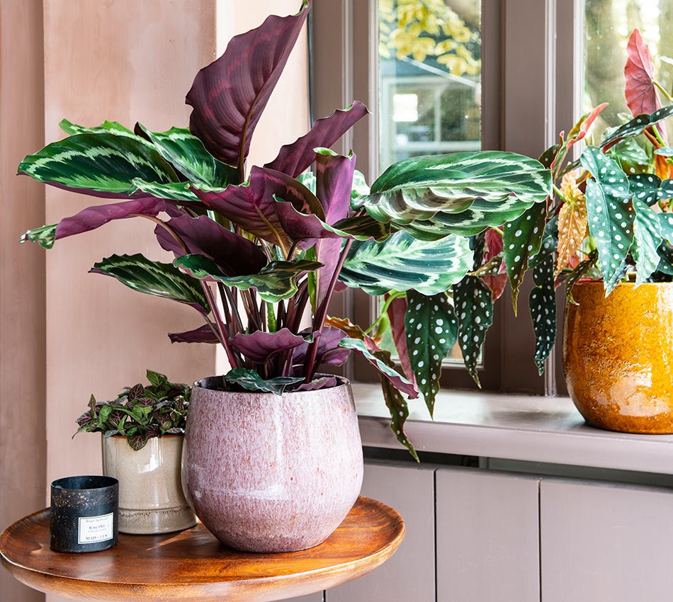 Calathea 'Medaillon'