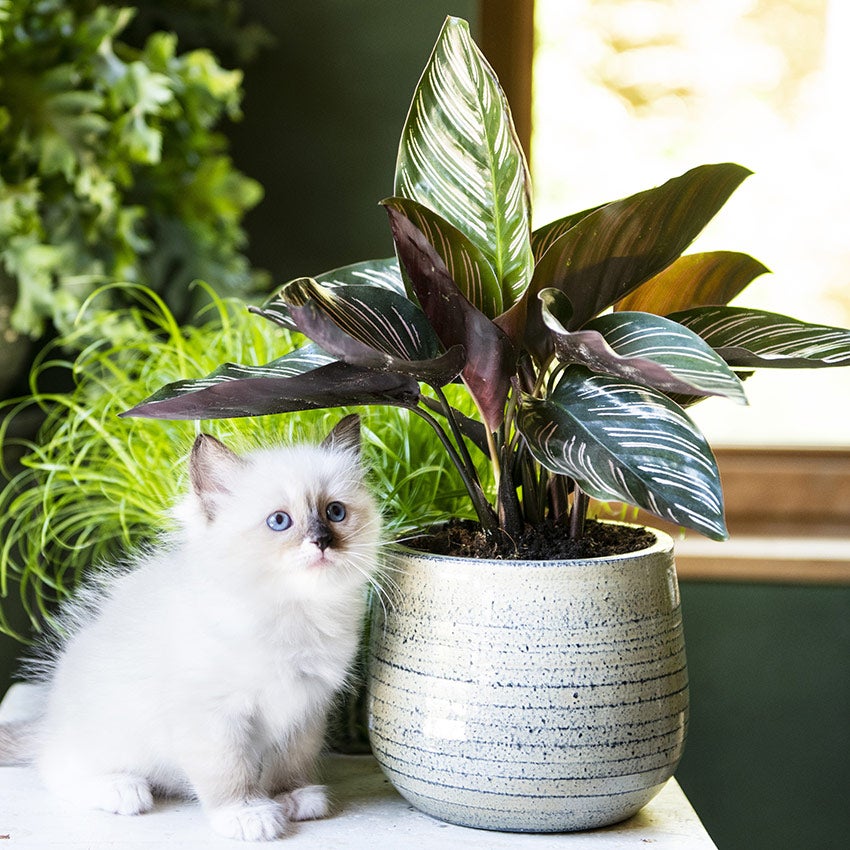 Calathea und weißes Kätzchen