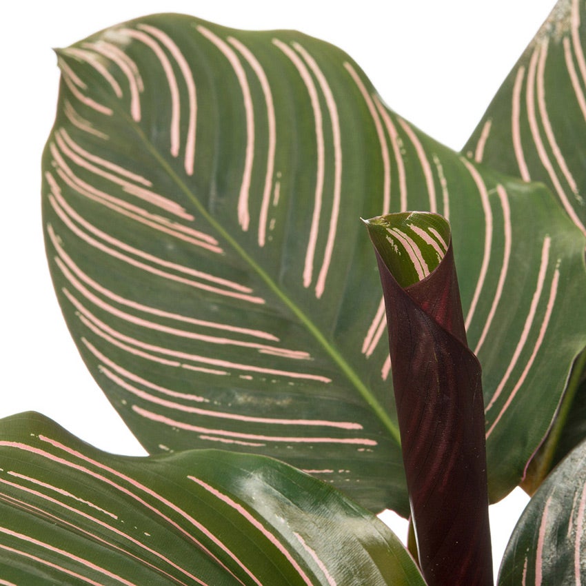 Calathea 'Ornata'