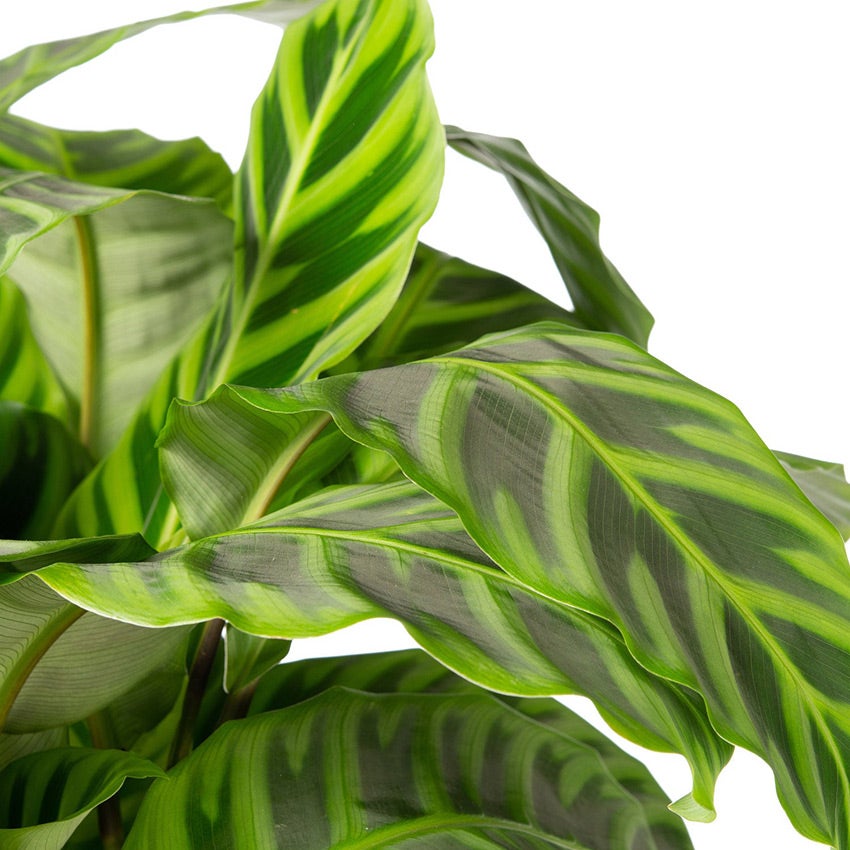 Calathea 'Zebrina'