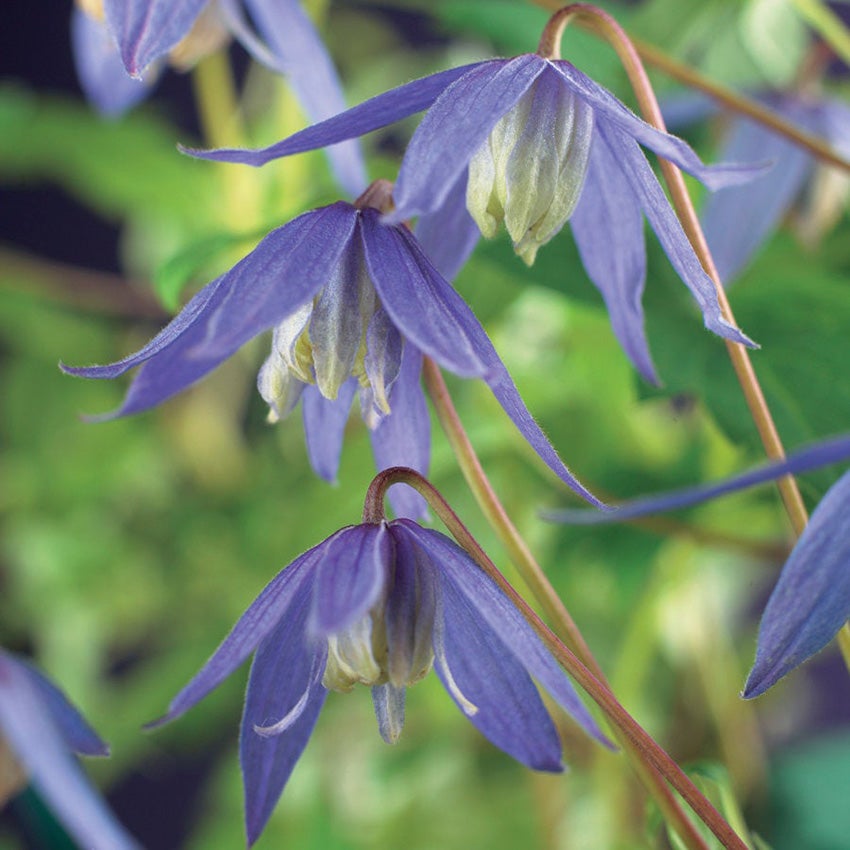 Alpenwaldrebe (Clematis alpina)