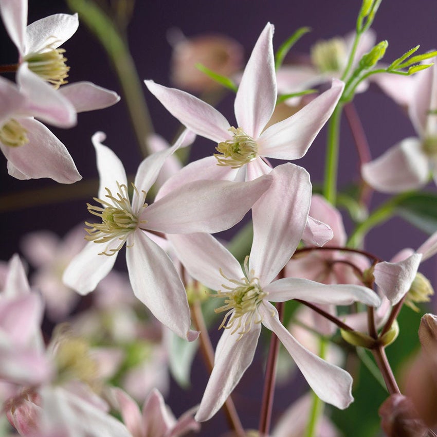 Immergrüne Clematis (Clematis armandii 'Apple Blossom')