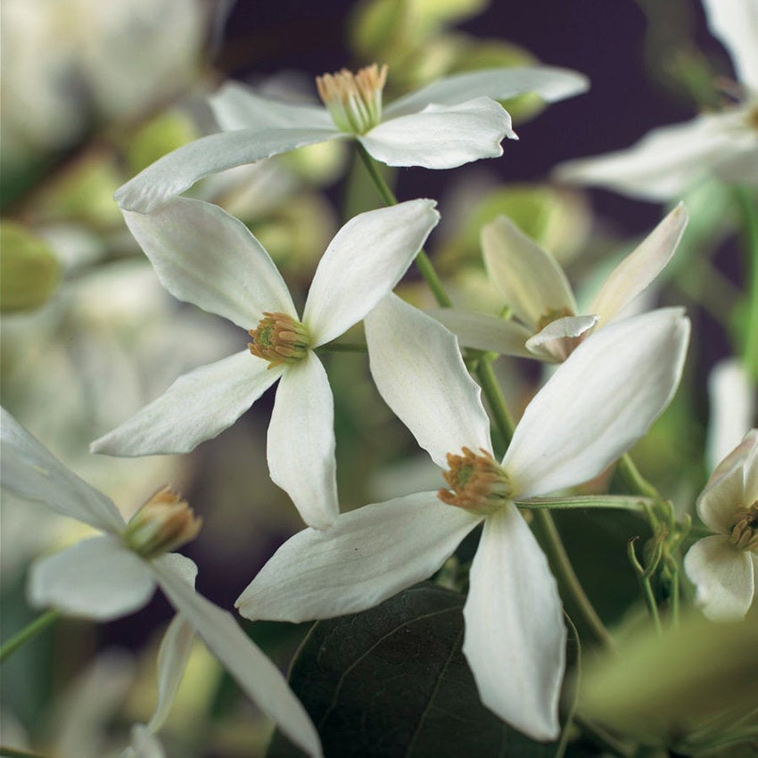 Immergrüne Waldrebe (Clematis armandii)