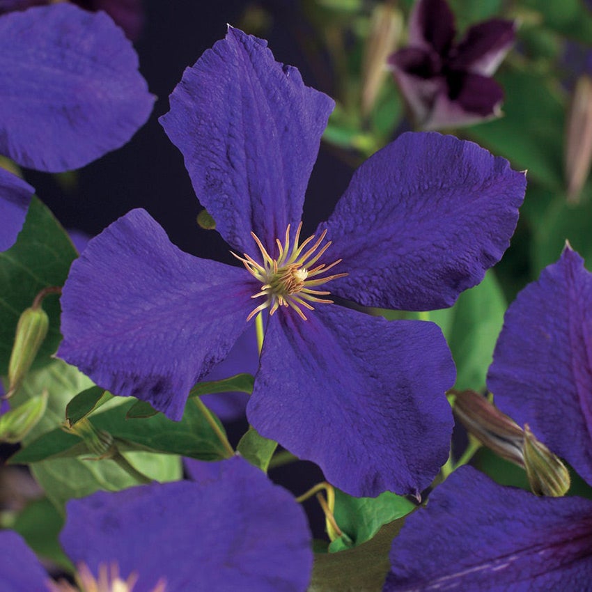 Waldrebe (Clematis 'Jackmanii')