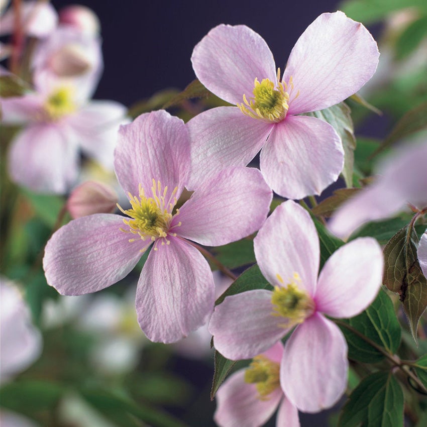 Berg-Waldrebe (Clematis montana 'Rubens')