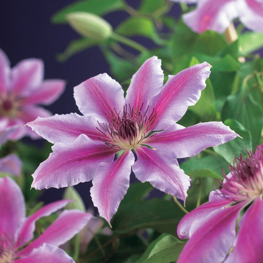 Waldrebe (Clematis 'Nelly Moser')