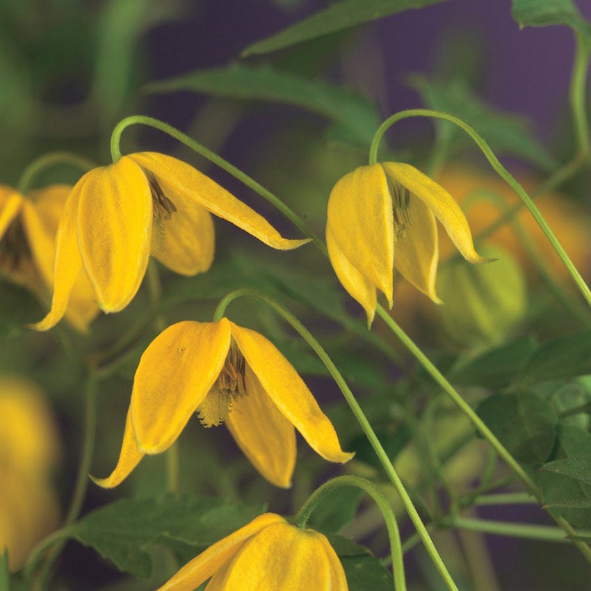 Gold-Waldrebe (Clematis tangutica)