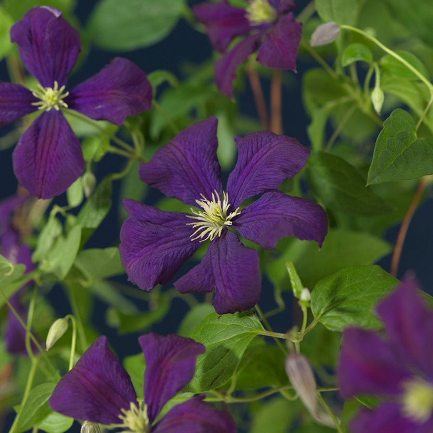 Waldrebe (Clematis viticella 'Etoile Violette')