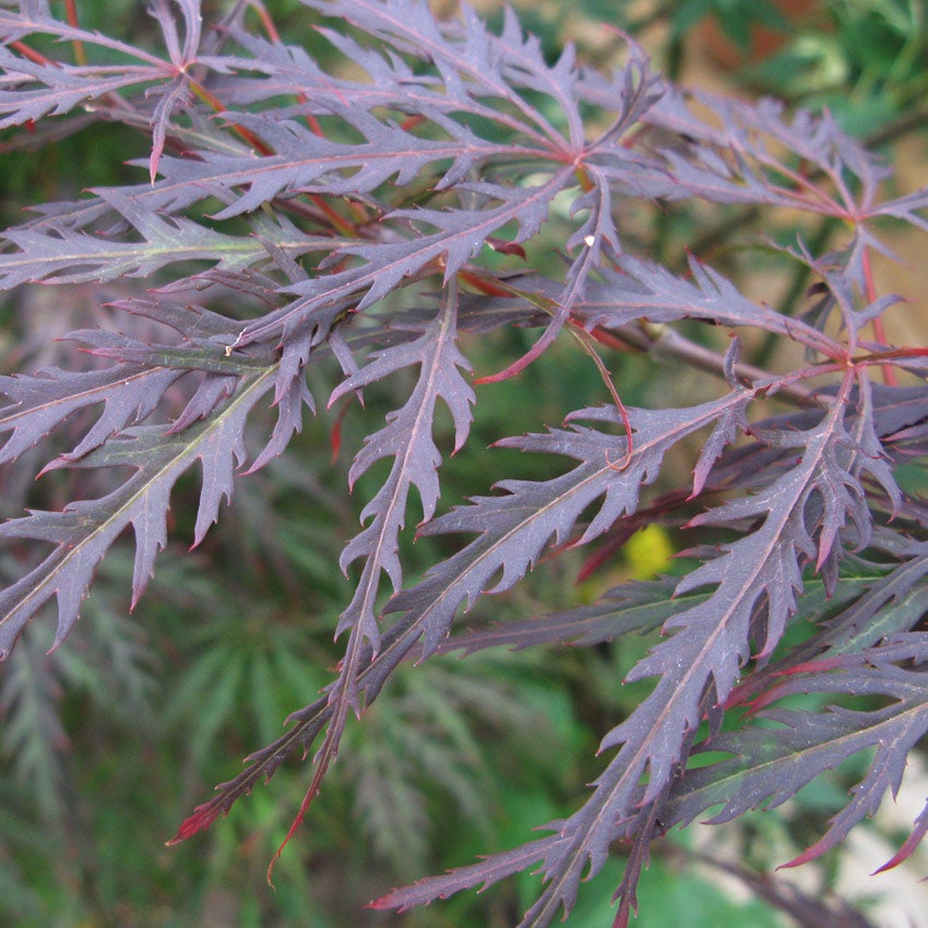 Dunkelroter Schlitz-Ahorn (Acer palmatum 'Garnet')