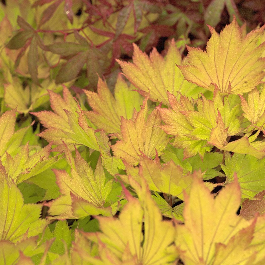 Japanischer Gold-Ahorn (Acer shirasawanum 'Aureum')