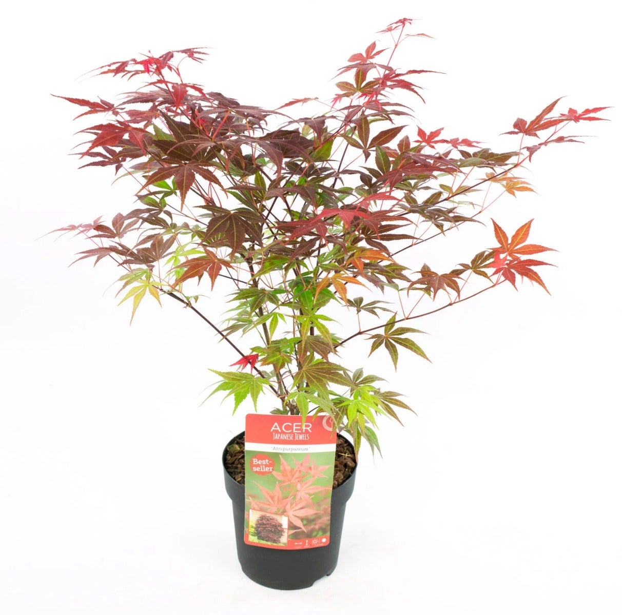 Japanischer Ahorn (Acer palmatum 'Atropurpureum')