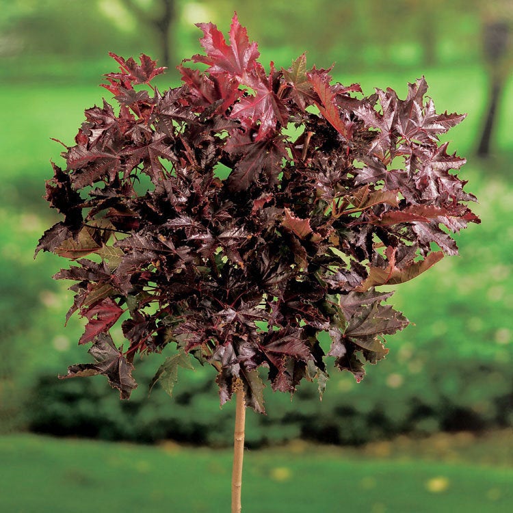 Spitzahorn (Acer platanoides 'Crimson Sentry')