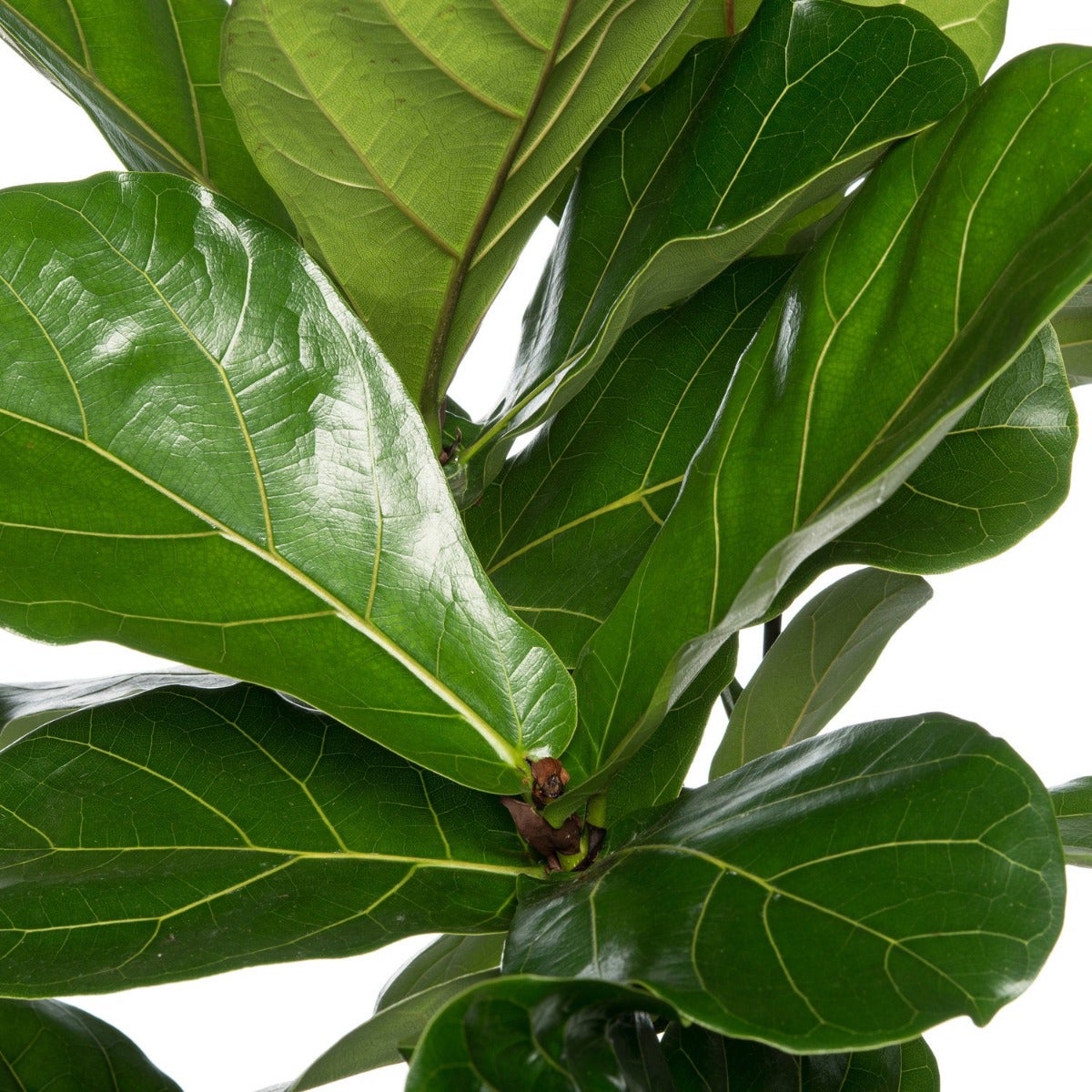 Ficus lyrata