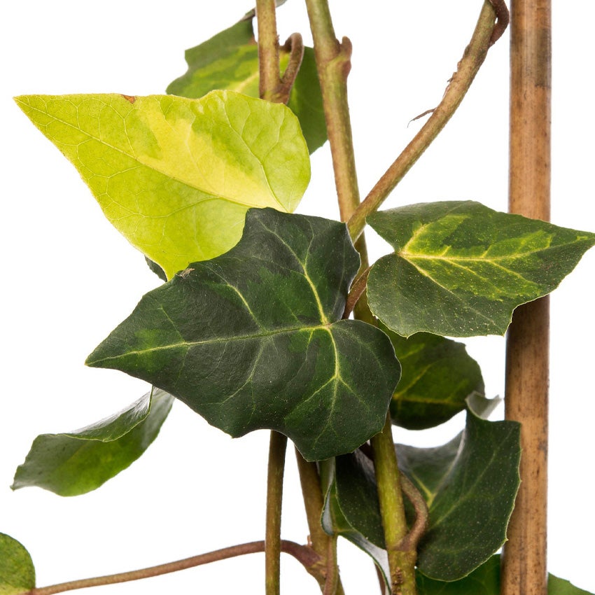 Kaukasischer Efeu (Hedera colchica 'Sulphur Heart')