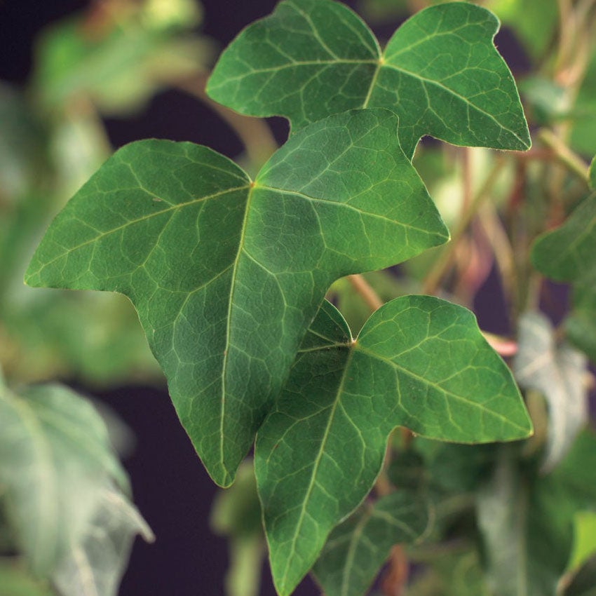 Gemeiner Efeu (Hedera helix)