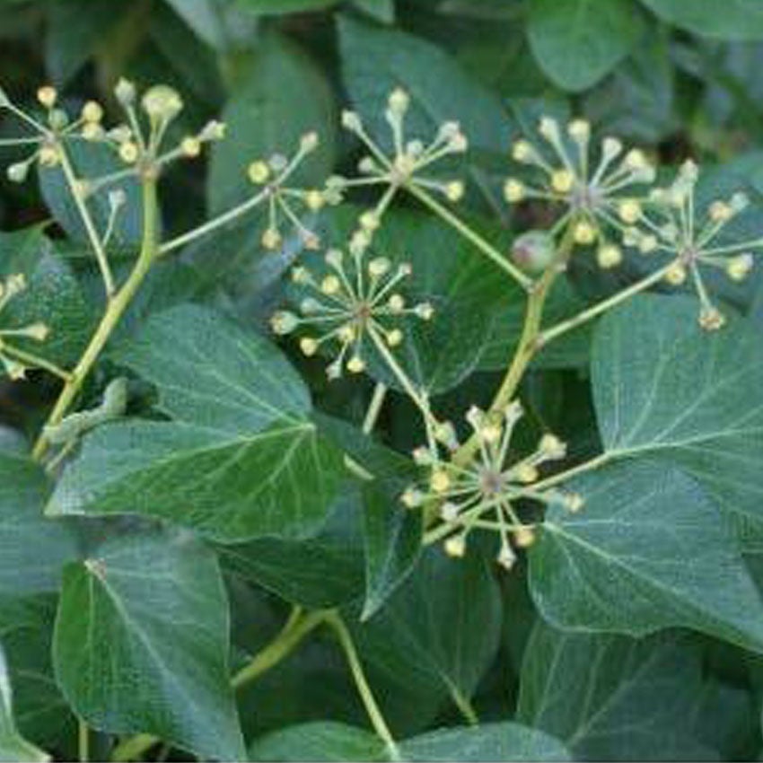 Gemeiner Efeu (Hedera helix 'Arborescens')