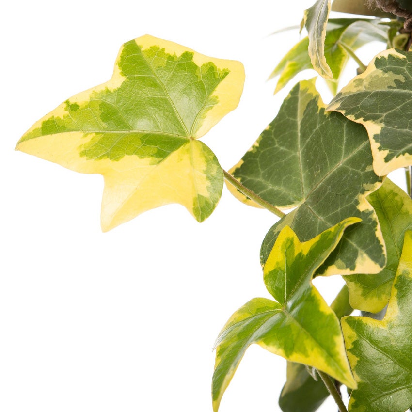 Gemeiner Efeu (Hedera helix 'Goldchild')