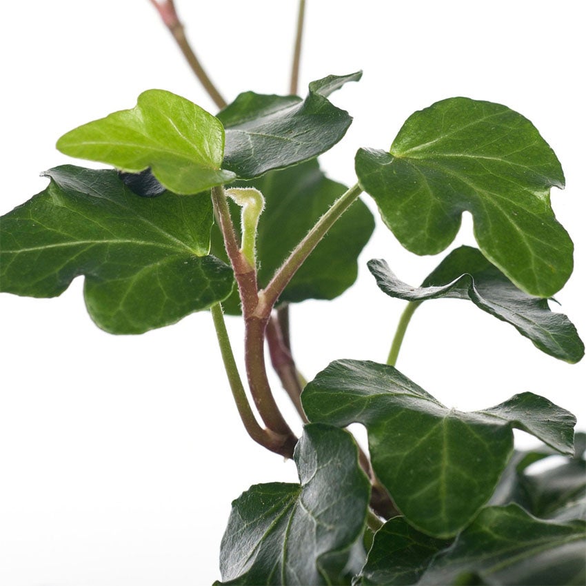 Gemeiner Efeu (Hedera helix 'Wonder')