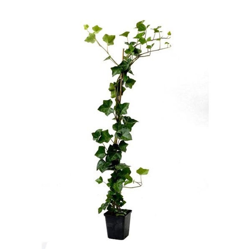 Gemeiner Efeu (Hedera helix 'Hibernica')