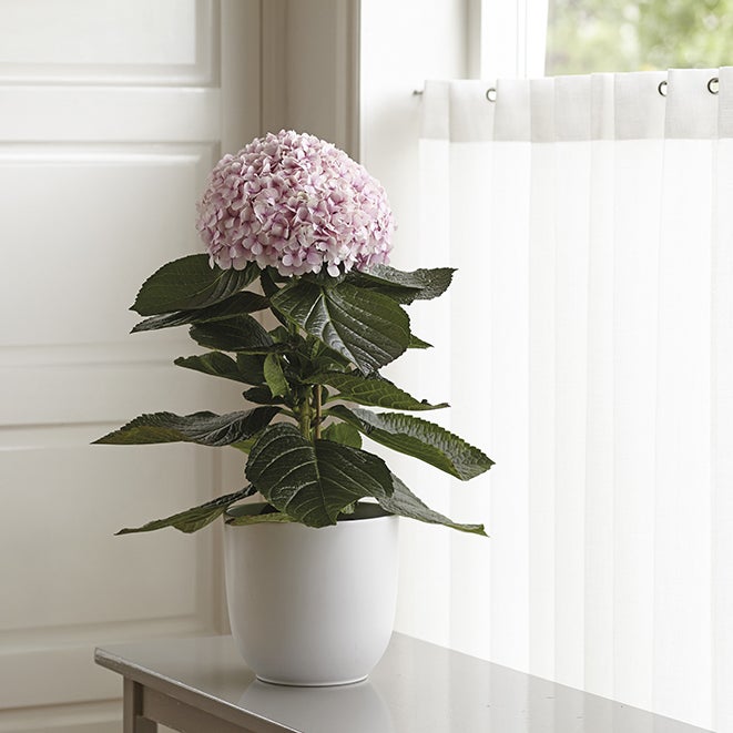 Hortensie (Hydrangea macrophylla 'Avantgarde')