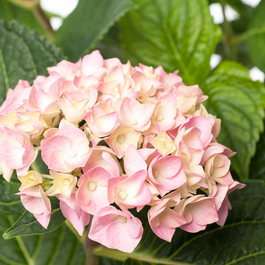 Bauernhortensie (Hydrangea macrophylla 'Forever and Ever')