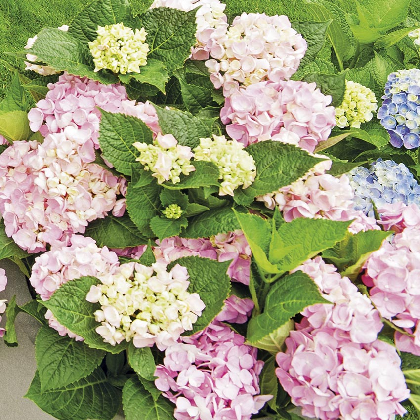 Bauernhortensie (Hydrangea macrophylla 'Forever and Ever')