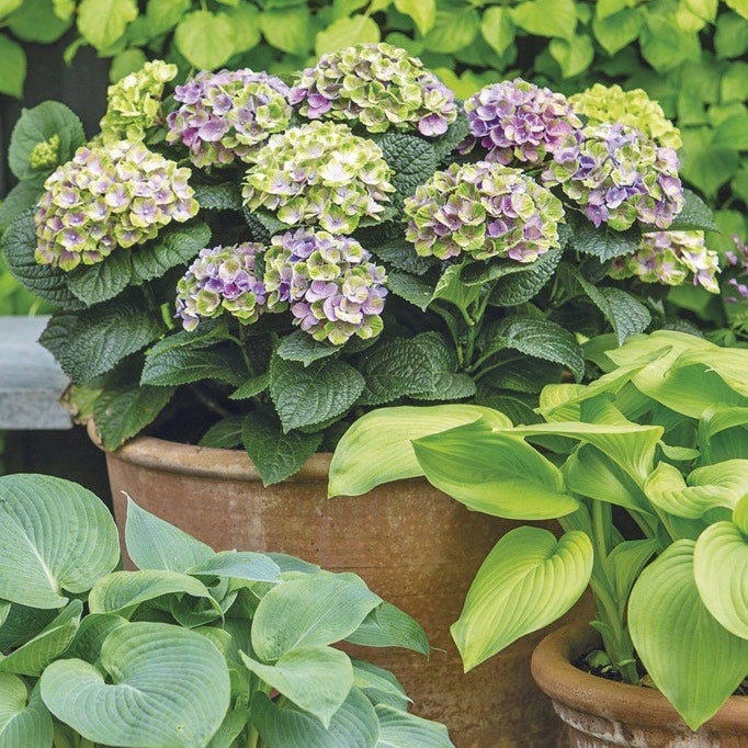 Hortensie magical (Hydrangea macrophylla 'Magical Amthyst')