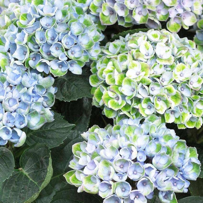 Hortensie magical (Hydrangea macrophylla 'Magical')